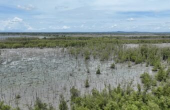 Bukit Asam, Konservasi Pesisir, PTBA, Tanam 40 Ribu Bibir Mangrove , Lampung Timur.