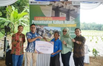 Langkah Nyata PTBA Tingkatkan Hasil Panen Petani Muara Enim Lewat Uji Coba Pemanfaatan Kalium Humat