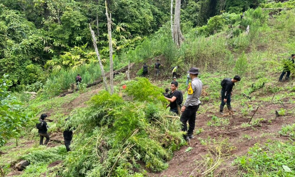 Temukan 3 Hektare Ladang Ganja di Empat Lawang, Polisi Sempat Dihadang Massa Temukan 3 Hektare Ladang Ganja di Empat Lawang, Polisi Sempat Dihadang Massa