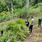 Penuh Keakraban dalam Kebersamaan, Satgas TMMD di Banyuasin Makan Bersama Tuan Rumah Temukan 3 Hektare Ladang Ganja di Empat Lawang, Polisi Sempat Dihadang Massa