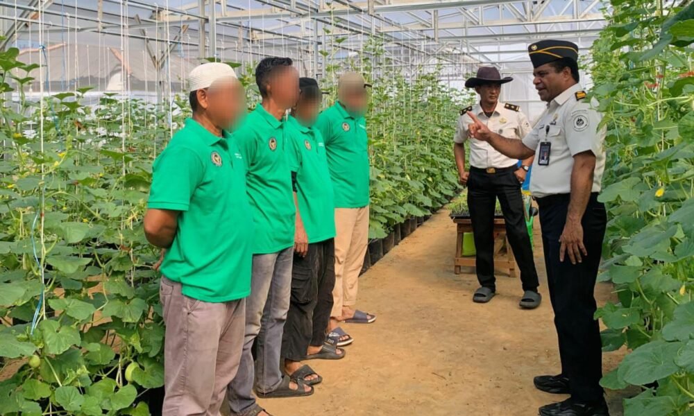 Sukses Panen Perdana, Rutan Palembang Lanjutkan Penanaman Melon Tahap Kedua Sukses Panen Perdana, Rutan Palembang Lanjutkan Penanaman Melon Tahap Kedua