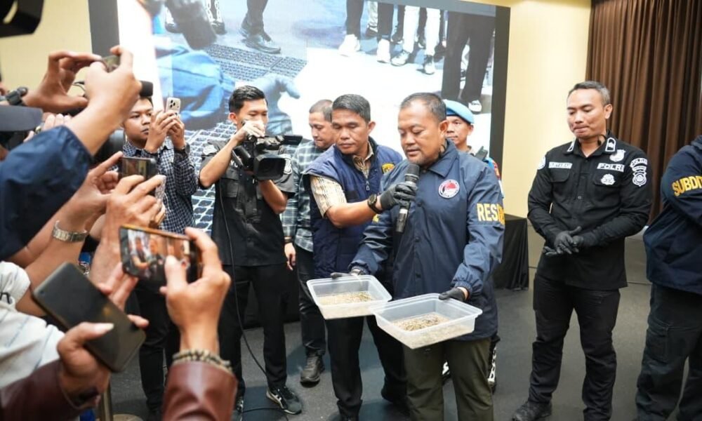 Sindikat Ladang Ganja 20 Hektar di Empat Lawang Dibongkar, 220 Kg Ganja Disita Sindikat Ladang Ganja 20 Hektar di Empat Lawang Dibongkar, 220 Kg Ganja Disita