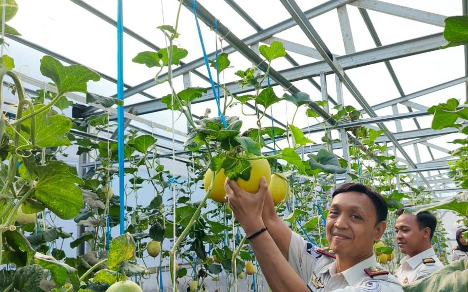 Wujudkan Pembinaan Produktif dan Dukung Ketahanan Pangan, Rutan Palembang Panen Melon Wujudkan Pembinaan Produktif dan Dukung Ketahanan Pangan, Rutan Palembang Panen Melon SAE