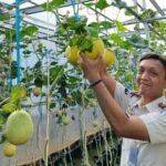 Wujudkan Pembinaan Produktif dan Dukung Ketahanan Pangan, Rutan Palembang Panen Melon SAE