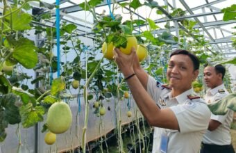 Wujudkan Pembinaan Produktif dan Dukung Ketahanan Pangan, Rutan Palembang Panen Melon SAE